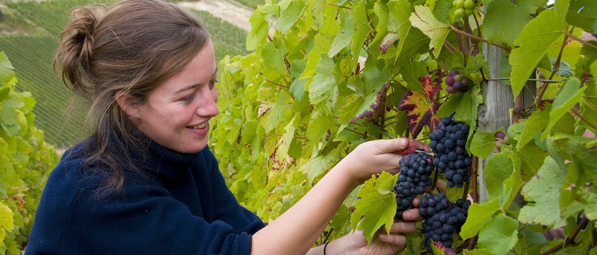 Vendanges